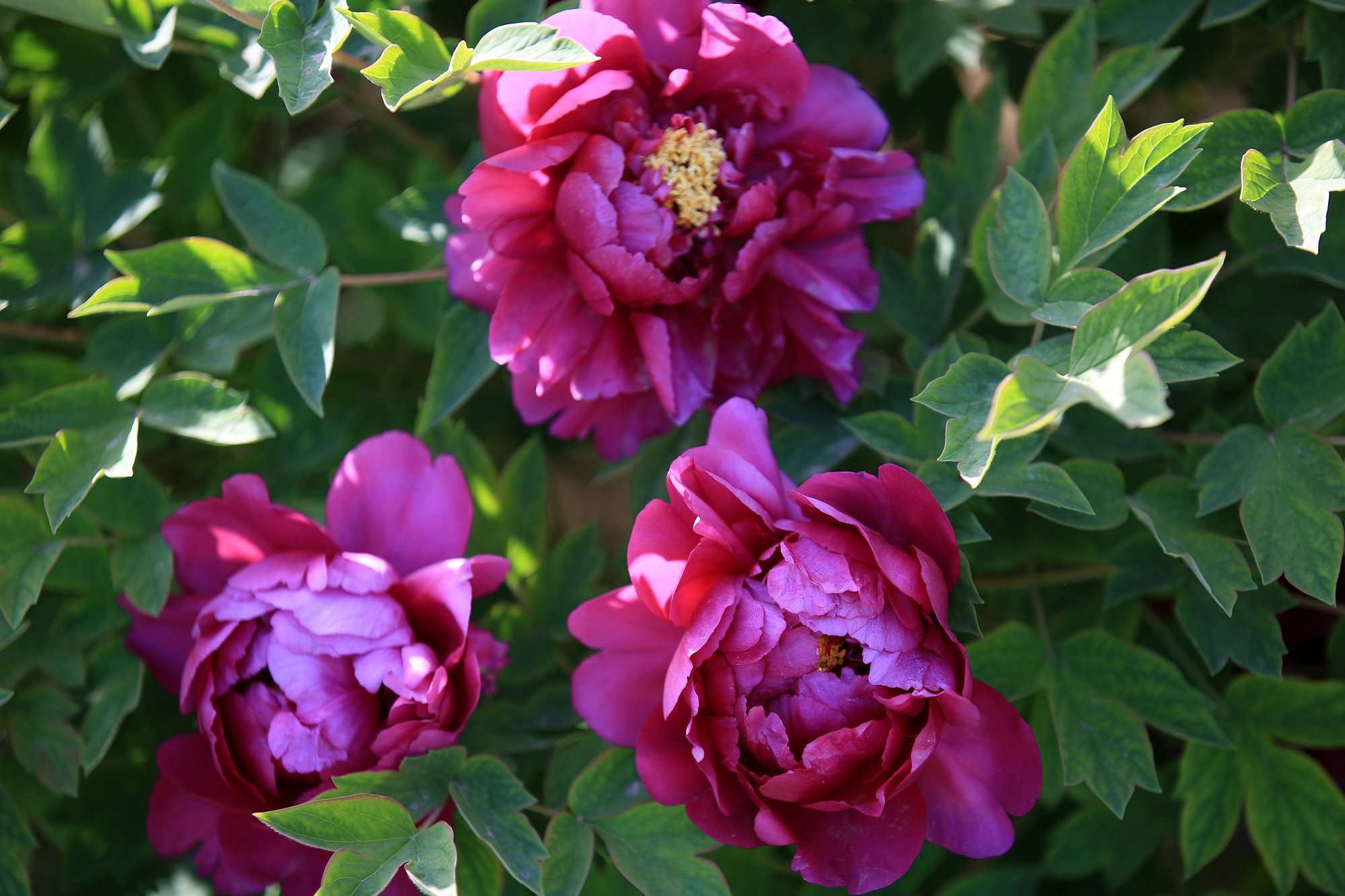 这3生肖10月底,有喜鹊送喜,赚取正财,不缺钱财不缺福!