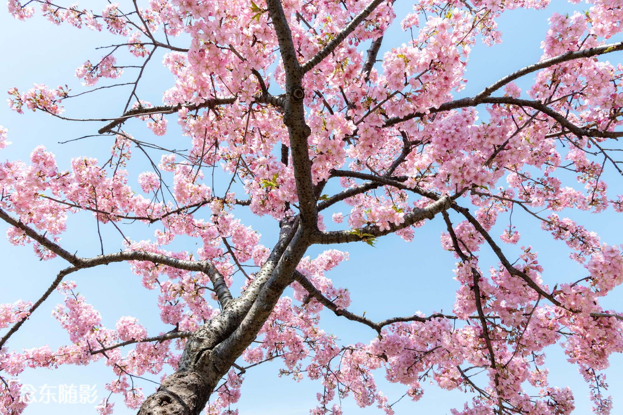 樱花开了!上海顾村公园繁花满枝头,赏樱好去处