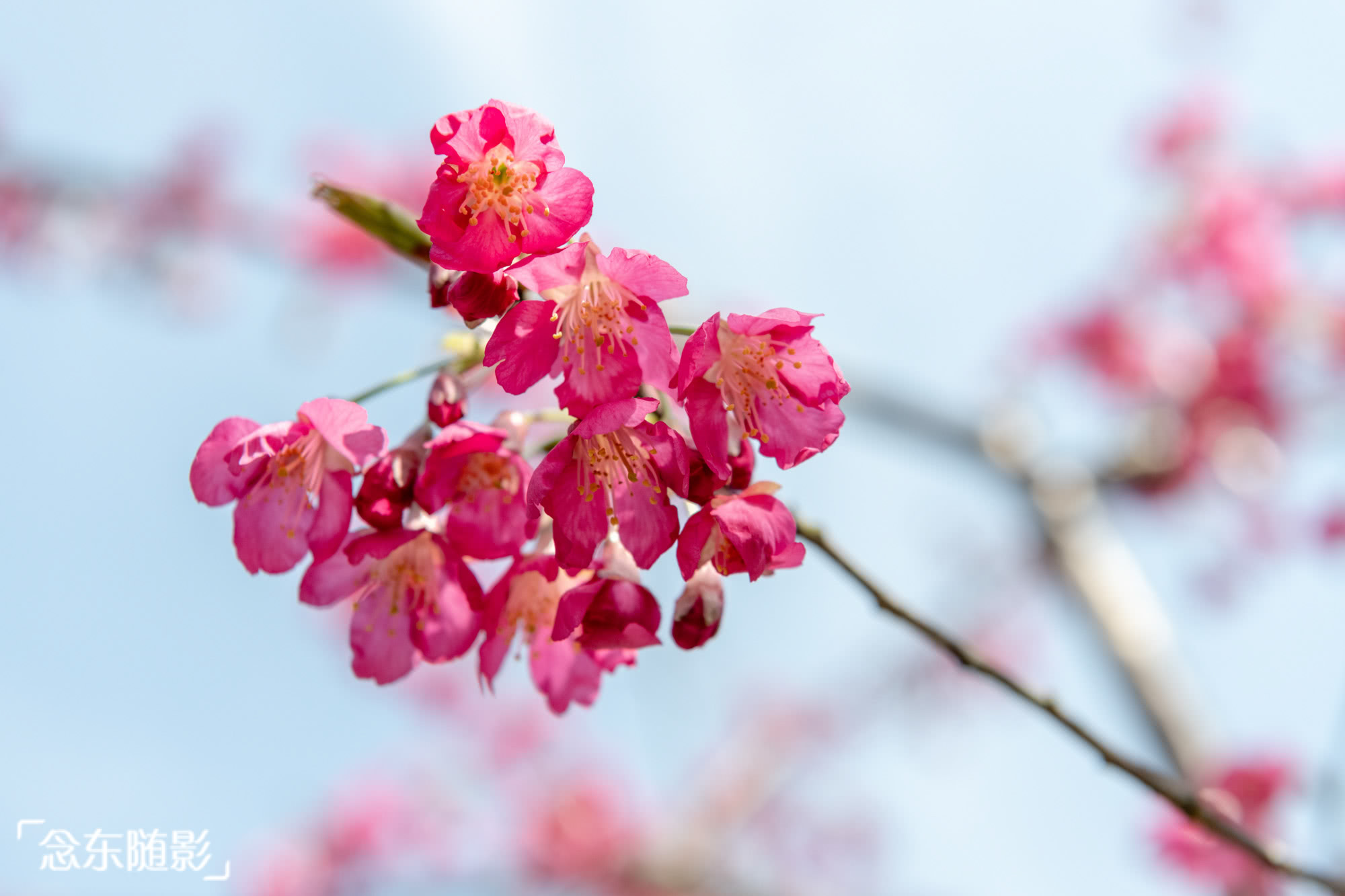 顾村公园樱花种植面积已达1200余亩,共有90多个樱花品种,1