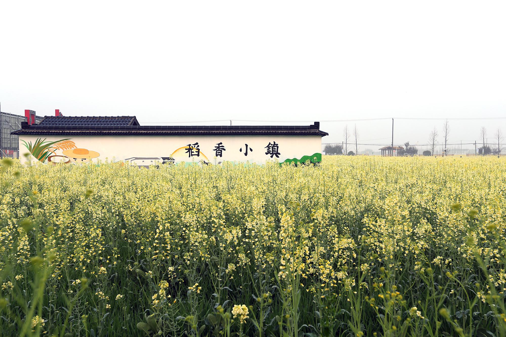 海中,赏美丽乡景,品淳朴乡情,感受千年"稻香小镇"望亭独有的风土文化