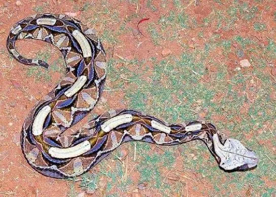 蛇头长角,世界毒性最强的蛇类王者?