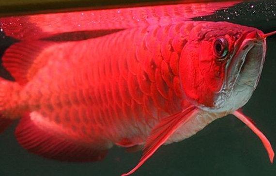 地球上8大红龙鱼品种第一售价高达268万元身份高贵神似真龙