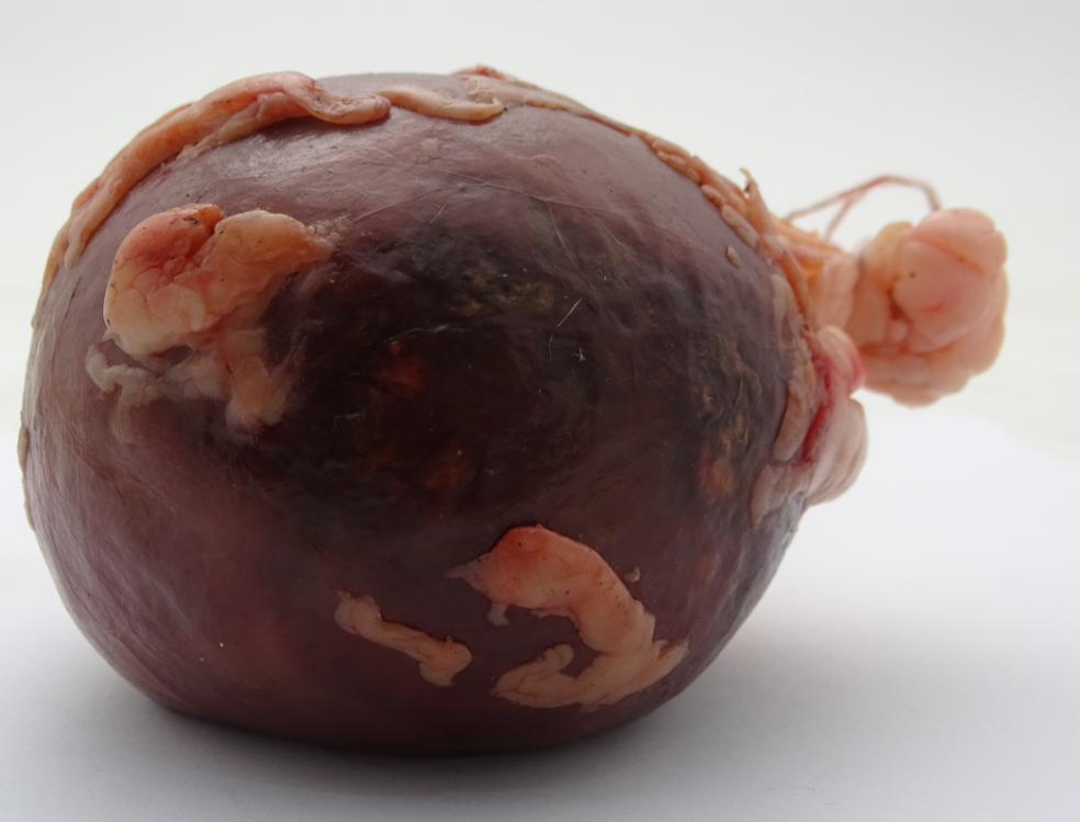 贵州瑞麟拍卖有限公司:新鲜出炉的猪砂你是否见过?