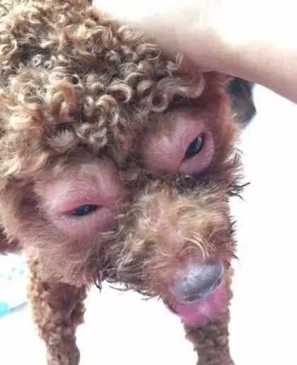 一支疫苗下去萌泰迪竟变成这幅丑样主人大呼崩溃