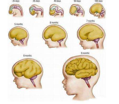 下丘脑:负责掌控体温,食欲(饥渴感知),及调节睡眠与情绪.