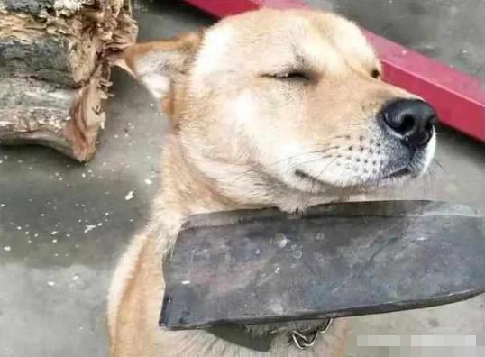 狗狗干了坏事,主人用刀吓唬狗子,狗的眼神让人笑喷!