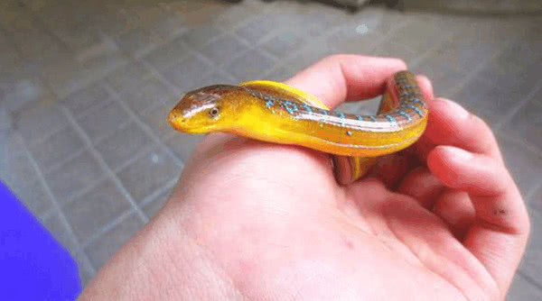 村民捕获皮皮鳝?蓝色花纹长相奇怪,老大爷:是国家保护动物!