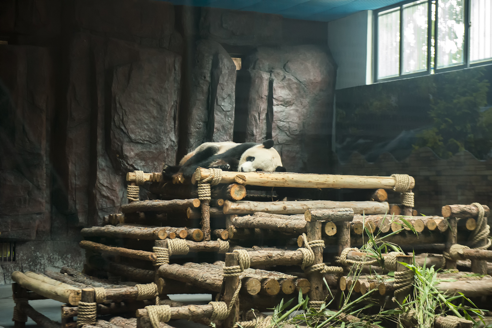 东莞香市动物园熊猫比人还幸福