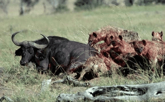 非洲十霸——动物界的掏肛杀手斑鬣狗