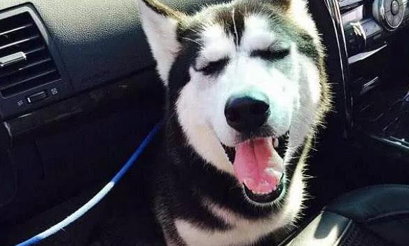 双目失明二哈雨中瑟瑟发抖,路人揪心捡回家,从来不会拆家