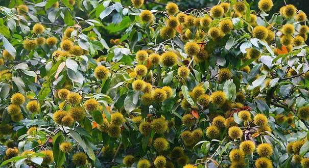 山上的这果子无人吃,随时都能捡一大篮,生吃味道也很好|板栗|水果