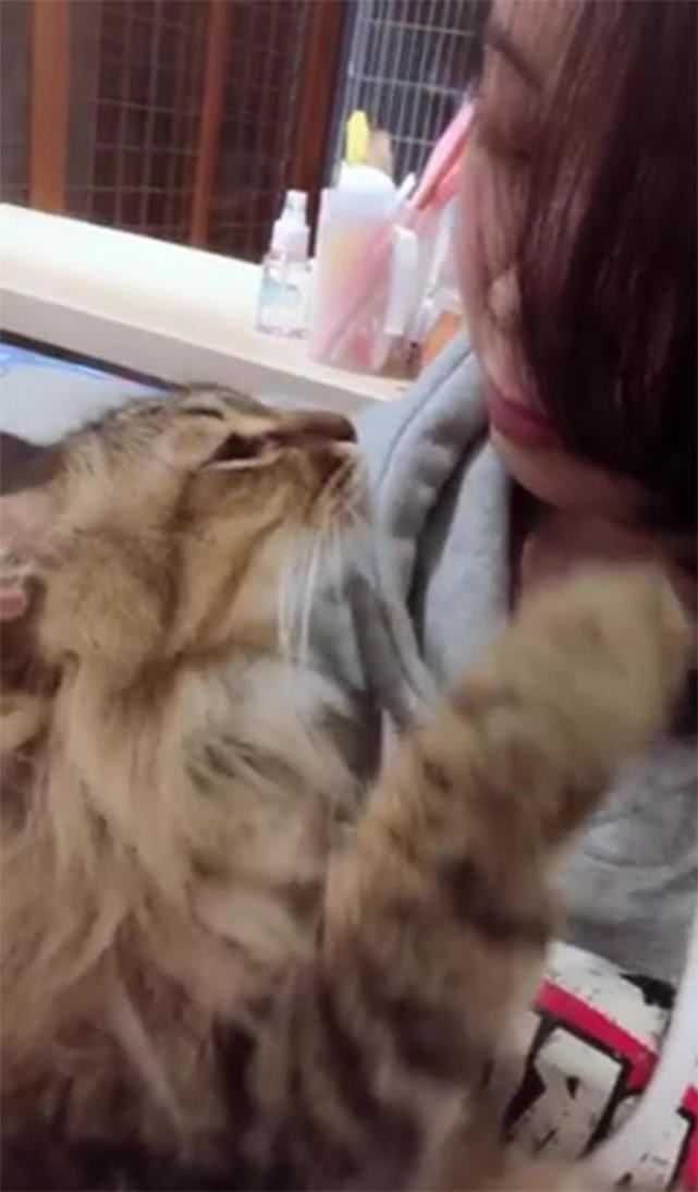 猫不让人亲,主人以为有洁癖,直到美女来家做客,猫竟主动亲吻她