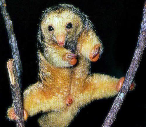 盘点世界上10种食蚁动物号称蚂蚁毁灭者