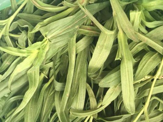 2.面条菜,别名香炉,梅花瓶,阔叶菜,甜味菜,小麦石榴,灯笼草等.