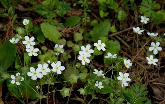 那就不好了,但是我们还是不能否认点滴梅的药用价值还是非常高的呀