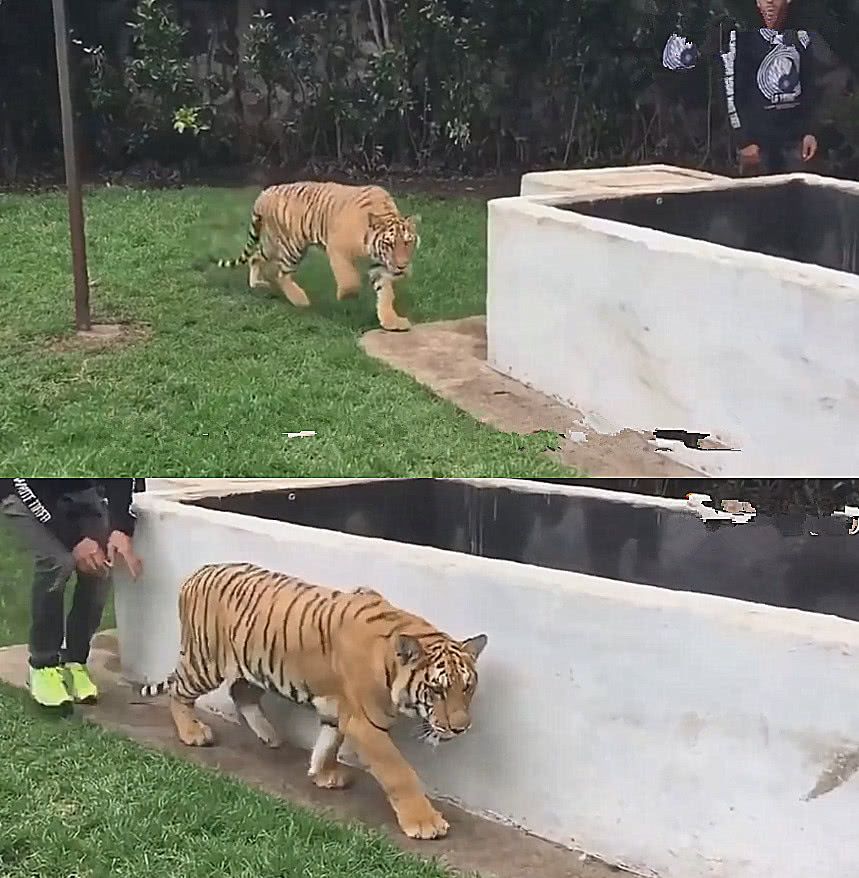 男子不听劝偷偷摸了老虎的屁股接下来的一幕让人意外