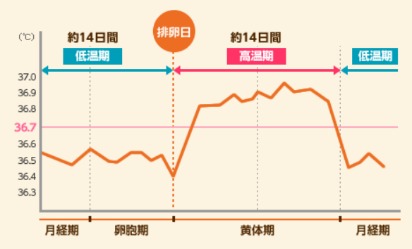 卵泡|排卵|月经周期_新浪新闻
