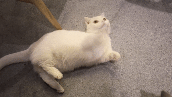 不过什么高冷,孤僻跟这些喵以至于整馆猫都有些"霸萌"身为馆长也是很