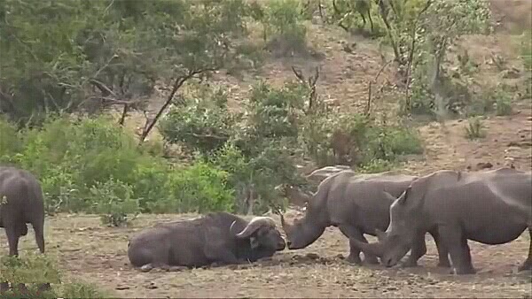 两头犀牛与一头非洲水牛对峙 结果犀牛当场被吓尿