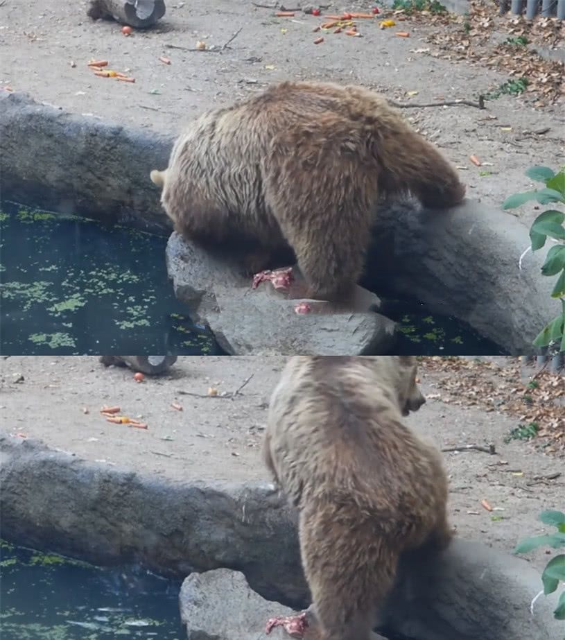 小鸟被困住之后,棕熊一系列举动实在太反常,网友:你被控制了?