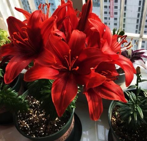 百合花还有红色的?这么漂亮的花瓣,真的是头回见