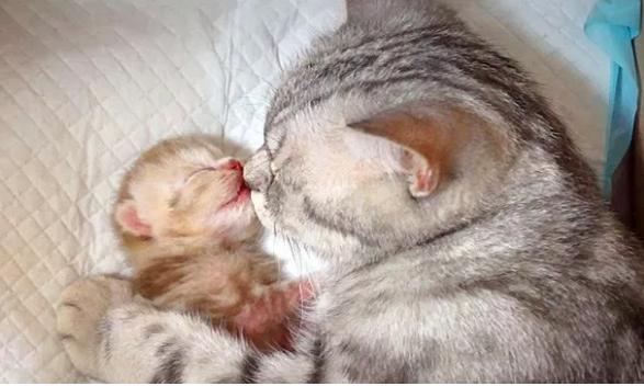 猫妈妈将自己所有的爱都给了孩子,那一个小小的动作真暖心