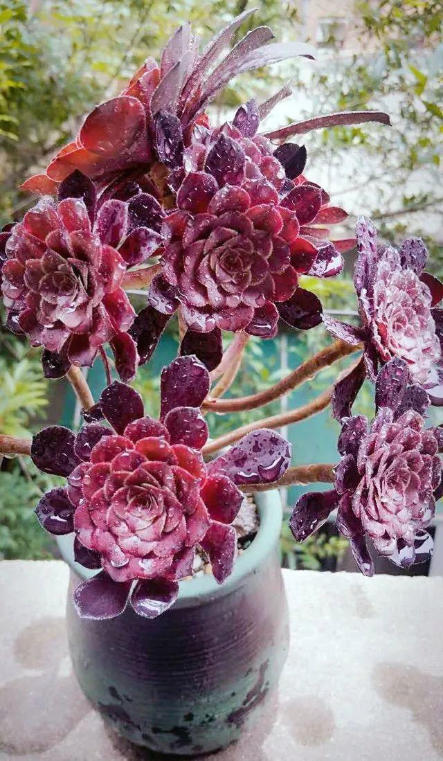 多肉断水12天绿白菜秒变红舞娘想要上色就得虐养