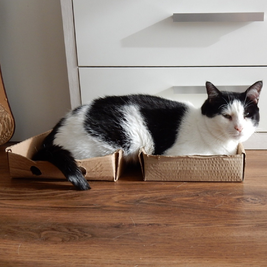 纸箱究竟有什么神奇的魔力才会让猫咪对它们如此痴迷