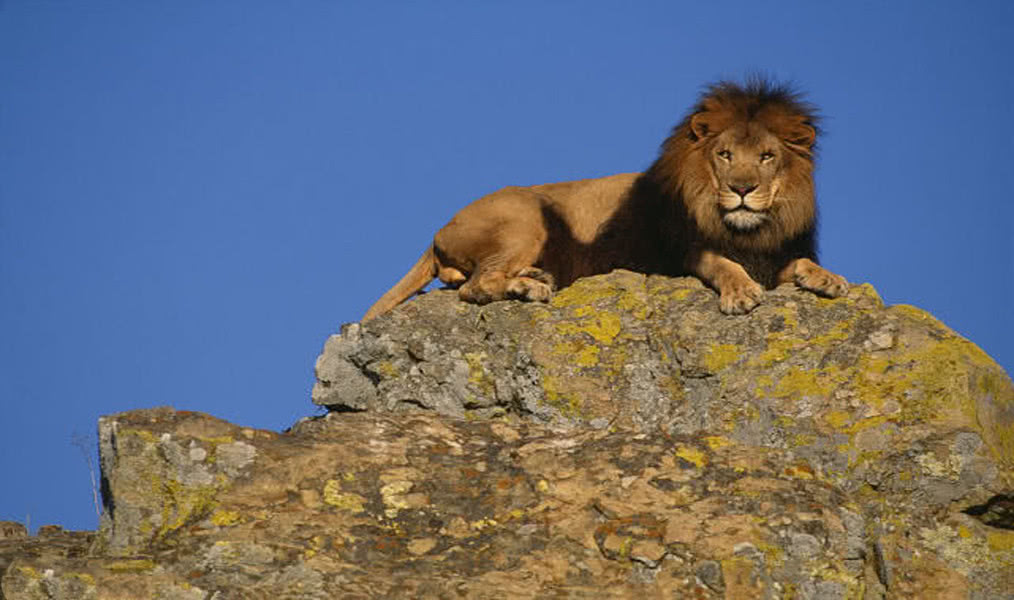 狮王的成长之路,没有天生的王者,只有磨炼出来的王者|小狮子|王者|狮