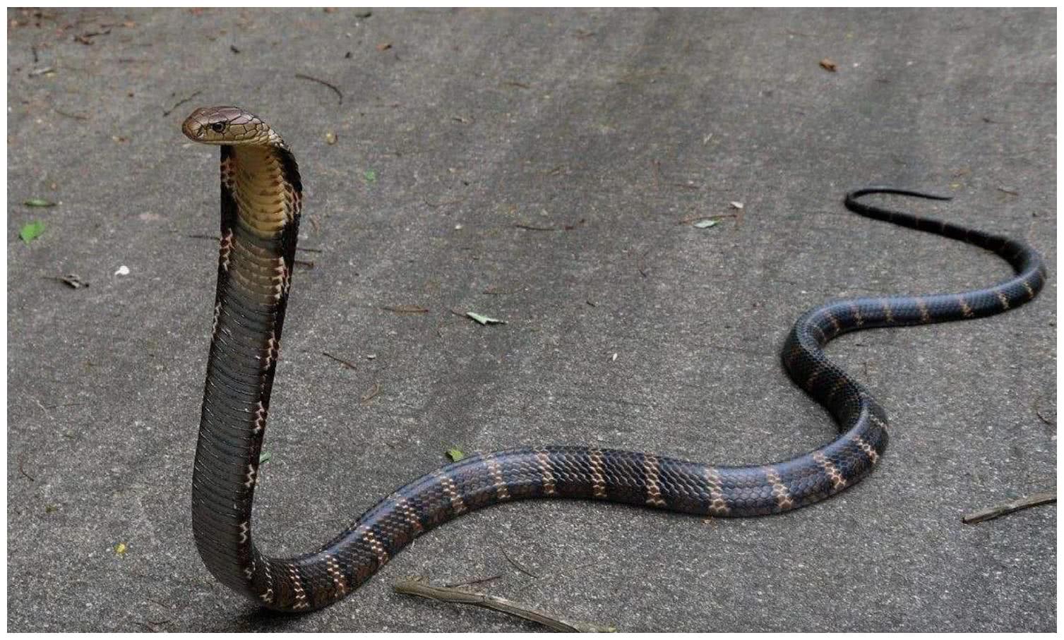 福特野马眼镜蛇gt500报价