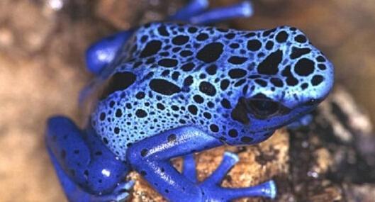 世界最致命的10类动物排行榜1只河豚毒素可杀死20个成年人