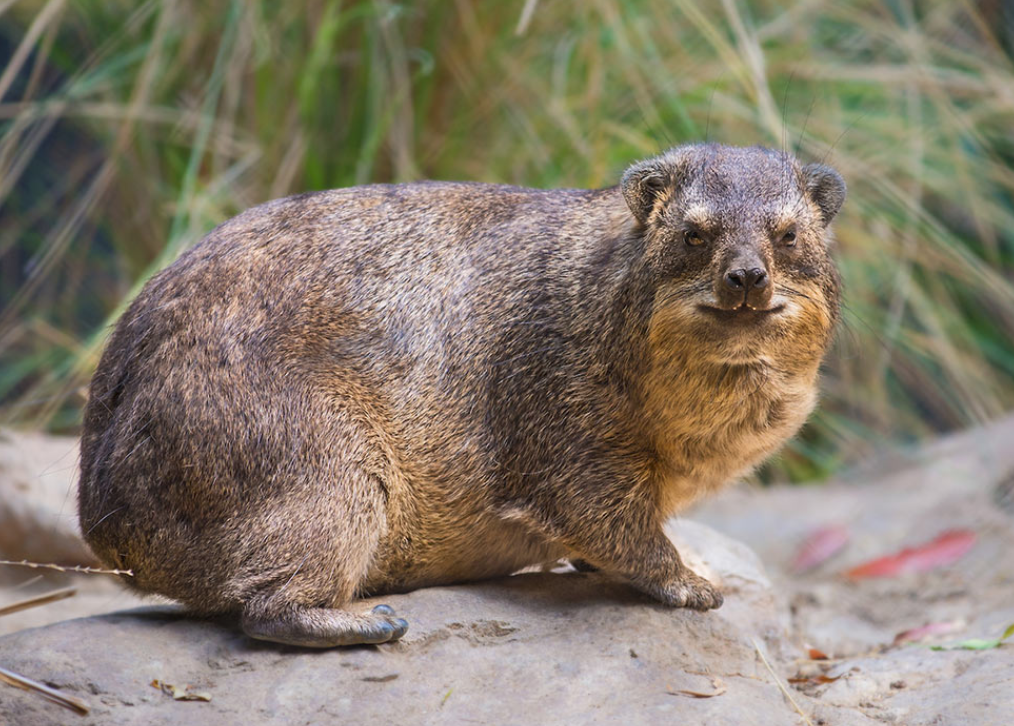 和大象是近亲的蹄兔,面对天敌时竟不会逃跑!它们可不是兔子!