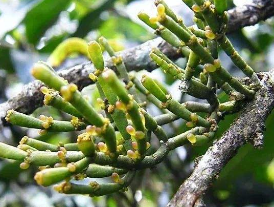 寄生在树上螃蟹爪长相独特殊不知还是上好古树茶