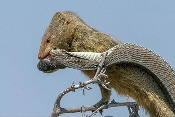 猫鼬的嘴就是为蛇而生的,它包住毒蛇的嘴一口咬了下去