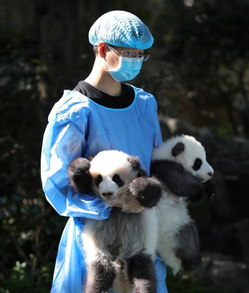 大熊猫入乡随俗,竟能听懂四川话,饲养员一声令下乖乖就范