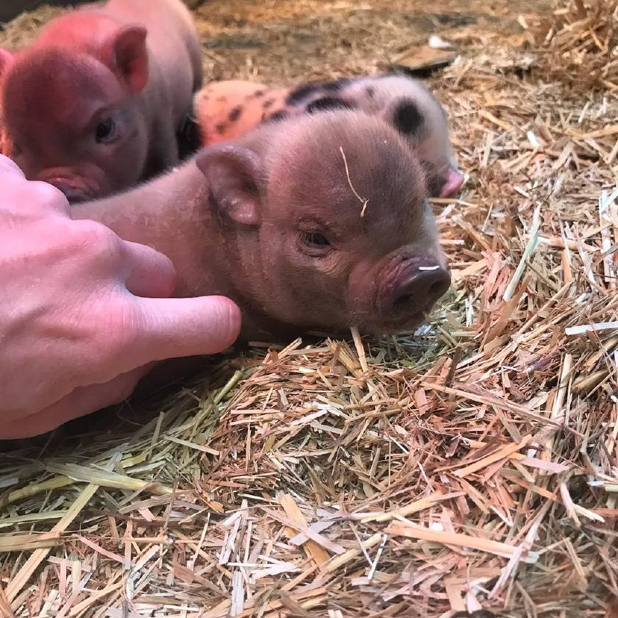 宠物猪看上去憨态可掬还爱卖萌,但是饲养之前一定要做好心理准备