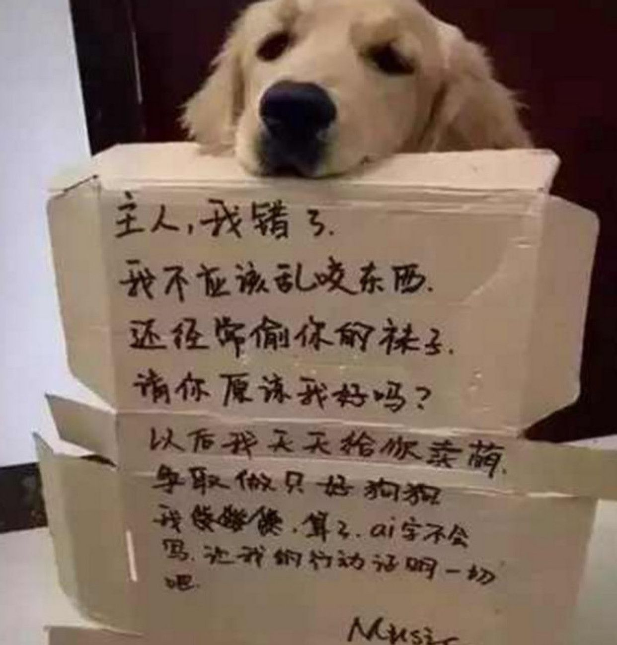 为了给犯事的金毛长记性,主人写检讨让它叼着反思,结果扎心了