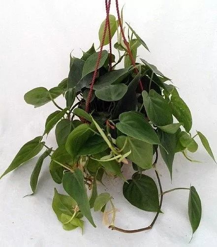 适合养浴室里的几种盆栽植物在阴暗潮湿的环境中也能生存