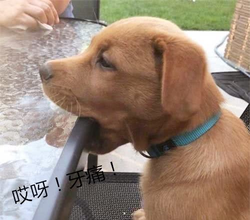 主人换了一个大理石桌子,狗子一口咬下去后生无可恋:你不爱我了