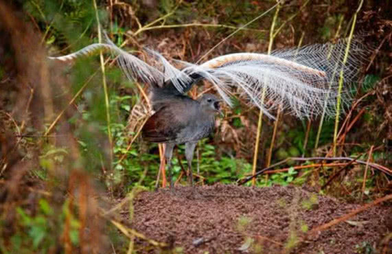 男子深山里发现"孔雀蛇",长相独特十分罕见,得知真身长见识了