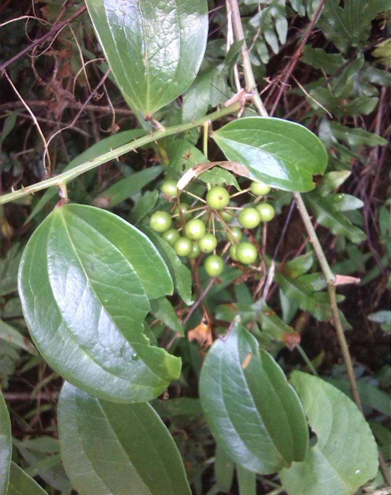 金刚藤对人体也是有很多好处的,尤其是老人,老人常常喝金刚藤果实泡的