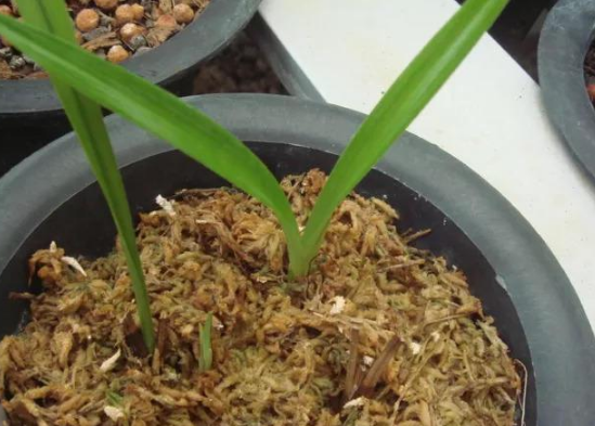 芦头|水苔|兰花_新浪新闻