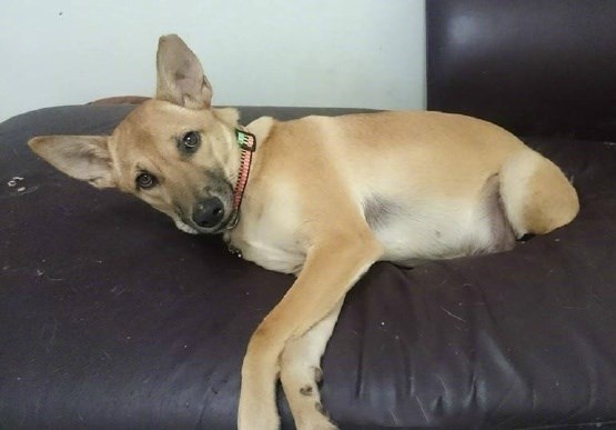 看到狗子犯错后一副这么无辜的表情,铲屎官都下不了手!