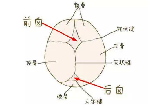 家喻户晓!婴儿囟门位置图详解"一往无前"-第2张图片-西安论坛资讯