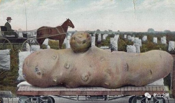 老照片:百年前美国的浮夸风,1列火车运1颗土豆,图5鸡比牛大