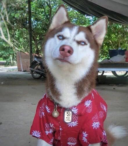 每天都在二哈的鄙视中过日子,老板现在还能退货么!