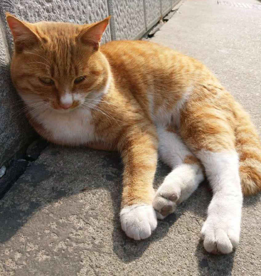 流浪橘猫总守着下水道怎么劝都不离开它的秘密让好心人泪如雨