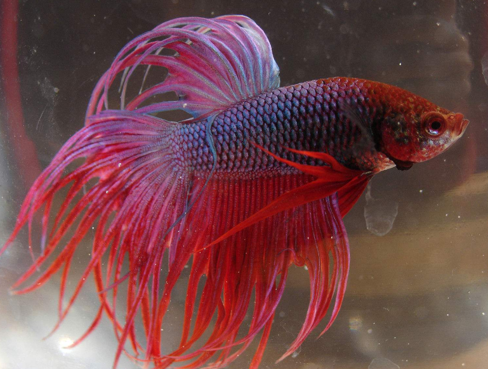 这几种观赏鱼比较适合新手养,好养活又漂亮