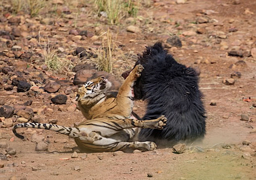 老虎捕食黑熊幼崽,黑熊爆发超强战斗力,老虎差点被咬下一块肉
