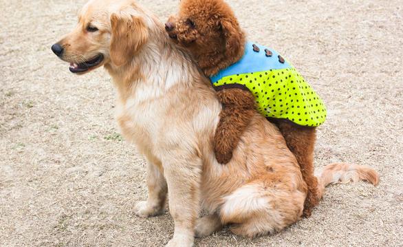 小泰迪成功泡到大金毛,最后金毛生下十二只煤球,主人做梦都笑醒